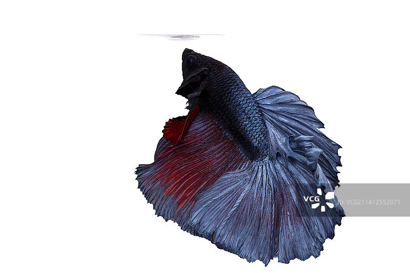 彩色半月尾斗鱼的动感瞬间图片素材