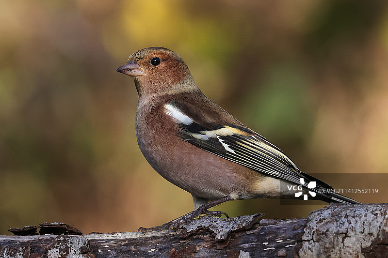 荷兰苍头燕雀栖息在树枝上的特写图片素材