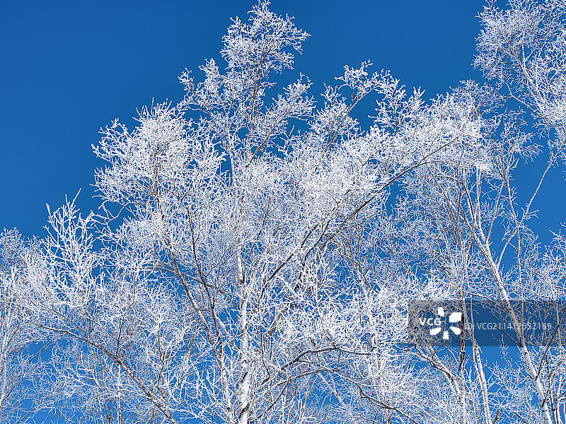 仰视：冰冻的树木，背景为蓝天图片素材