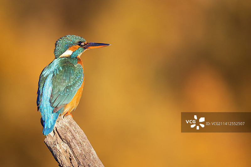 翠鸟栖息在树枝上的特写图片素材