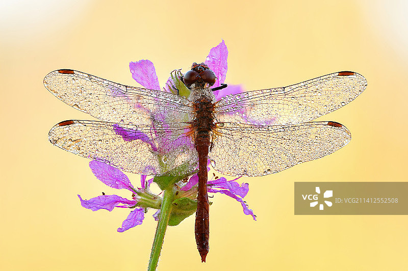 紫色花朵上的昆虫特写图片素材