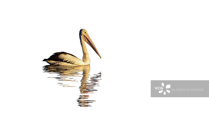 澳大利亚昆士兰州布利布利白色背景上的鸭子特写图片素材