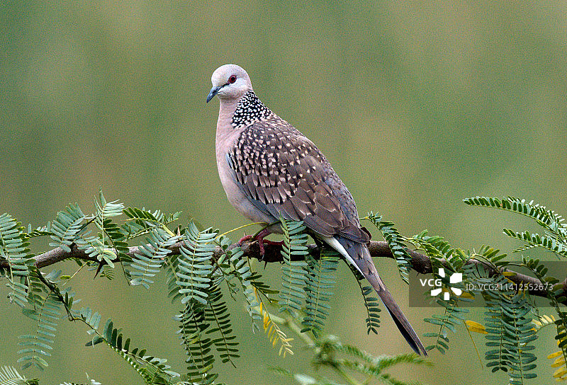 栖息在树枝上的鸽子特写图片素材
