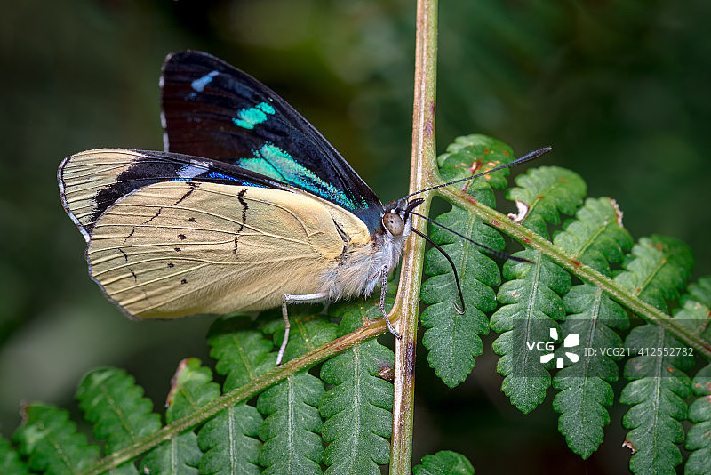 美国，蕨类植物上寻找食物的美丽蝴蝶图片素材