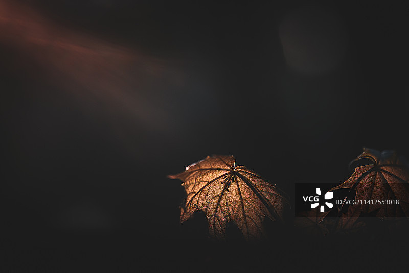 夜晚深色背景上的干燥树叶特写图片素材