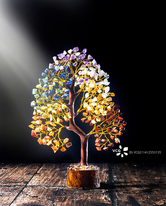 树木特写，背景为黑色，印度德里图片素材