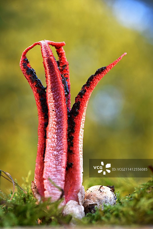 法国田野上的红色花朵特写图片素材