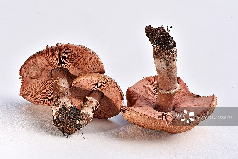 白色背景上的蘑菇特写，法国图片素材
