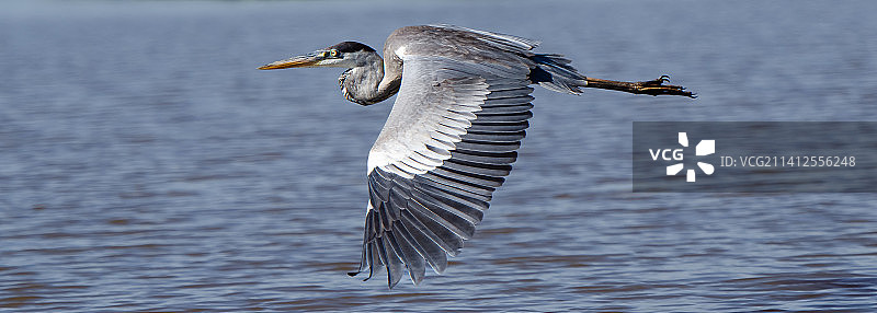 飞越湖面的苍鹭特写，巴西马托格罗索州图片素材