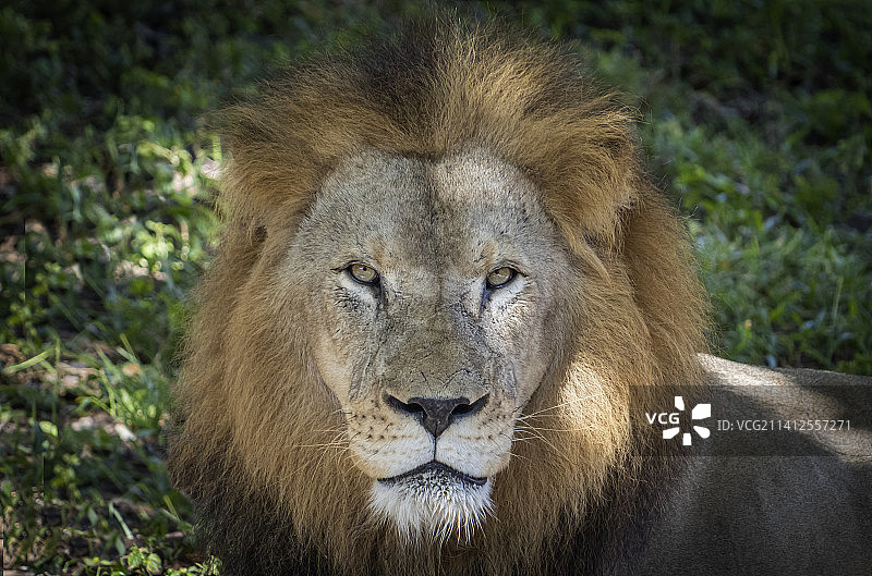 美国迈阿密动物园狮子特写图片素材