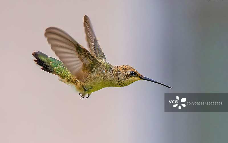 蜂鸟户外飞行特写，美国亨德森鸟类观赏保护区图片素材
