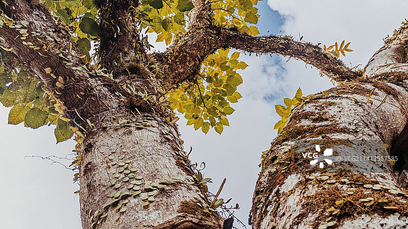 树对着天空的低角度视图图片素材