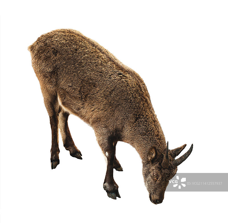 白色背景下的山羊侧面照图片素材