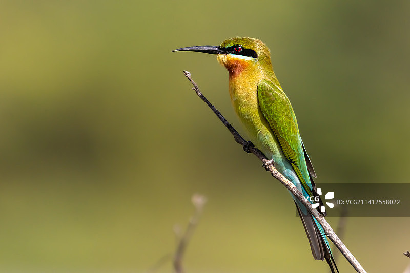 栖息在树枝上的蜜蜂特写，马来西亚图片素材