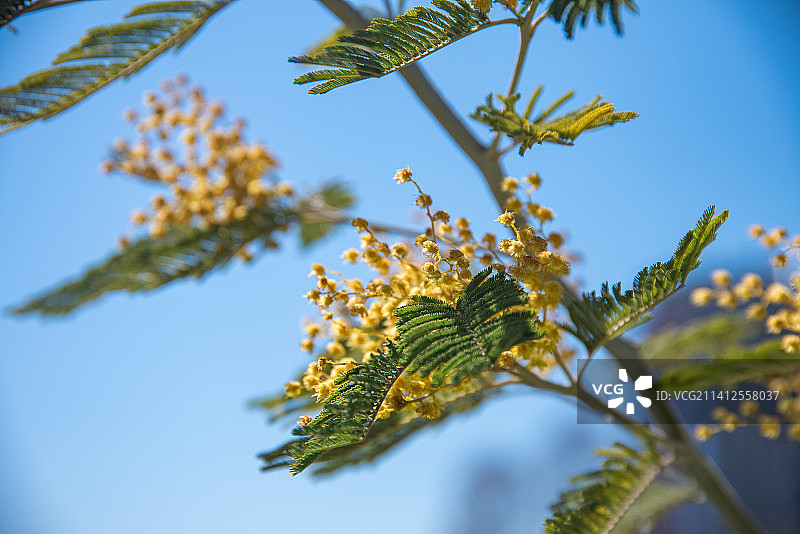 蓝天下盛开的黄色含羞草（美国）图片素材