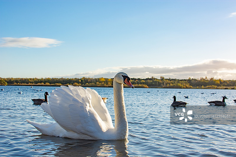 在湖中游泳的幼天鹅，英国斯瓦德林科特图片素材
