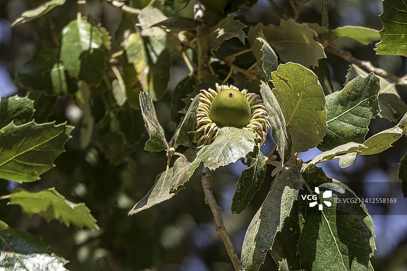 绿叶间成熟的塔博栎树枝特写图片素材