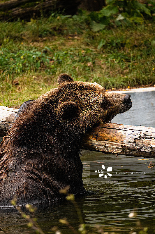 棕熊在水上的木头上休息，意大利阿布鲁佐图片素材