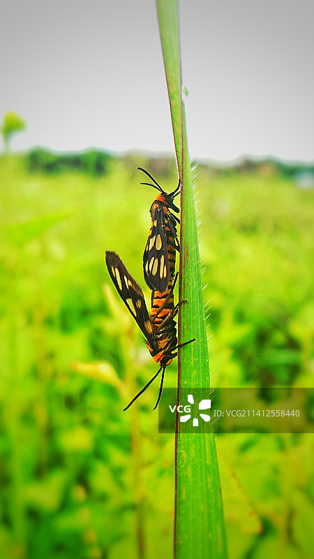 印度尼西亚树叶上的昆虫特写图片素材