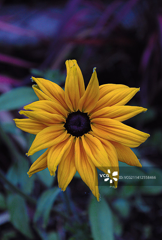 黄色花朵特写，法国内穆尔图片素材