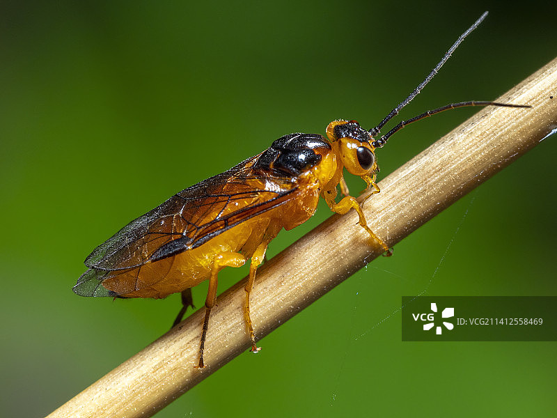 罗马尼亚植物茎上的昆虫特写图片素材