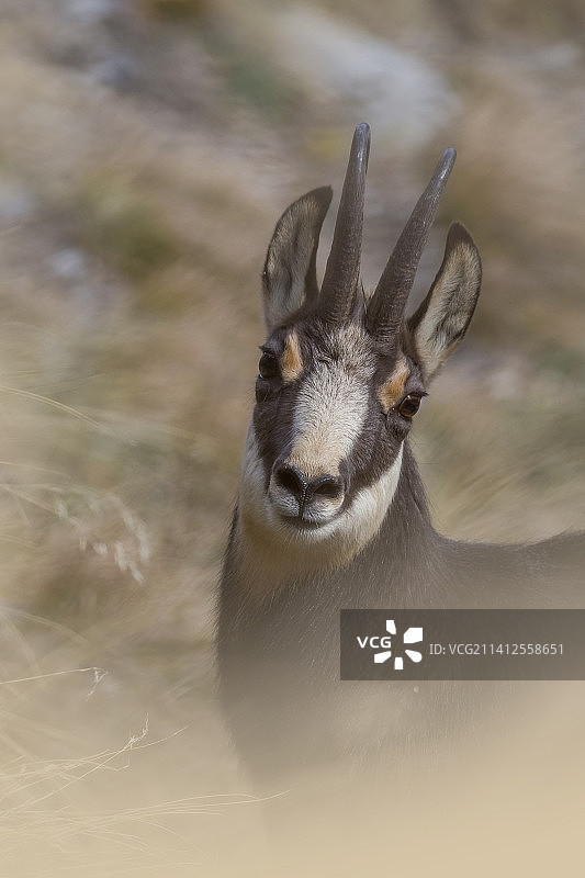 意大利库内奥蒙维索自然公园的田野上的鹿图片素材