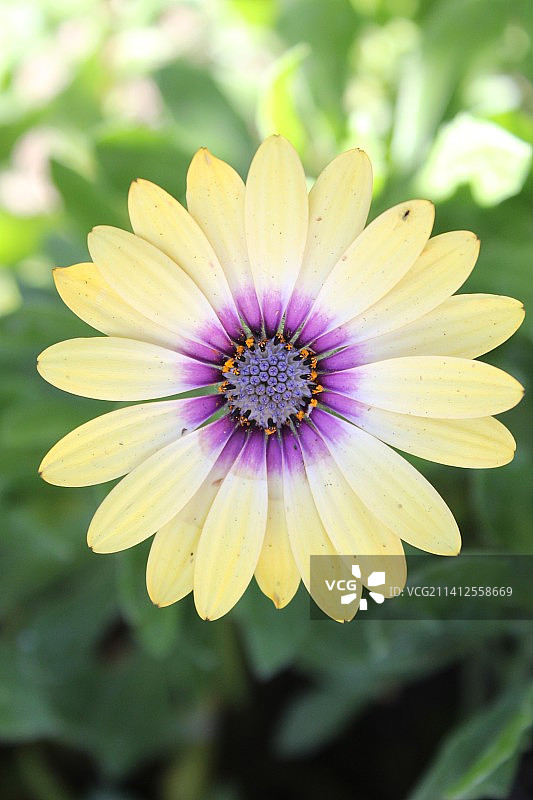 紫色花朵特写，美国加利福尼亚州图片素材