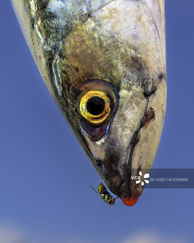 马什菲尔德清澈蓝天下鱼的特写，美国图片素材