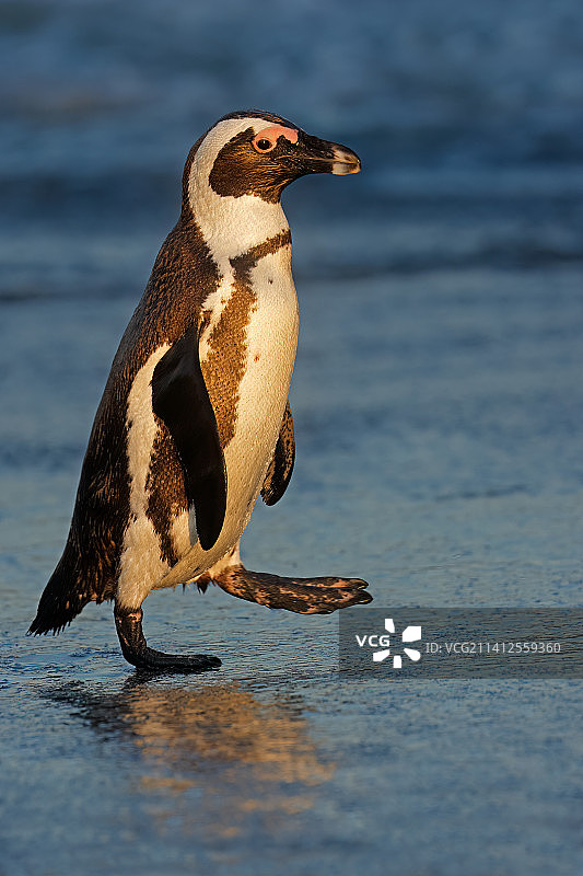 美国海滩上麦哲伦企鹅的全身照图片素材