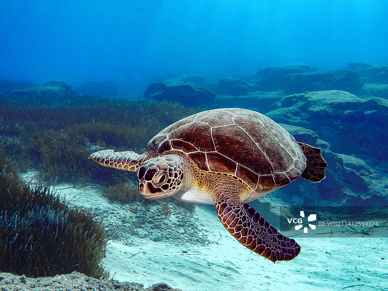 海中畅游的玳瑁海龟特写，美国图片素材