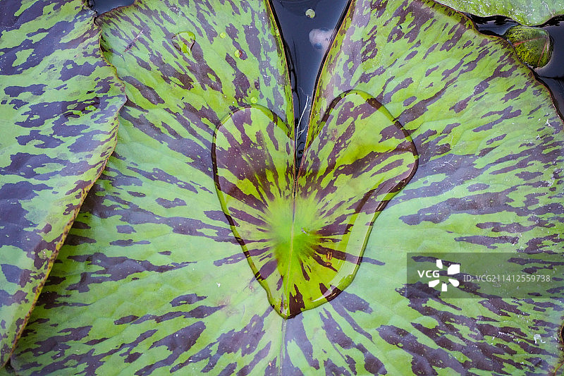 泰国紫色开花植物全画幅照片图片素材