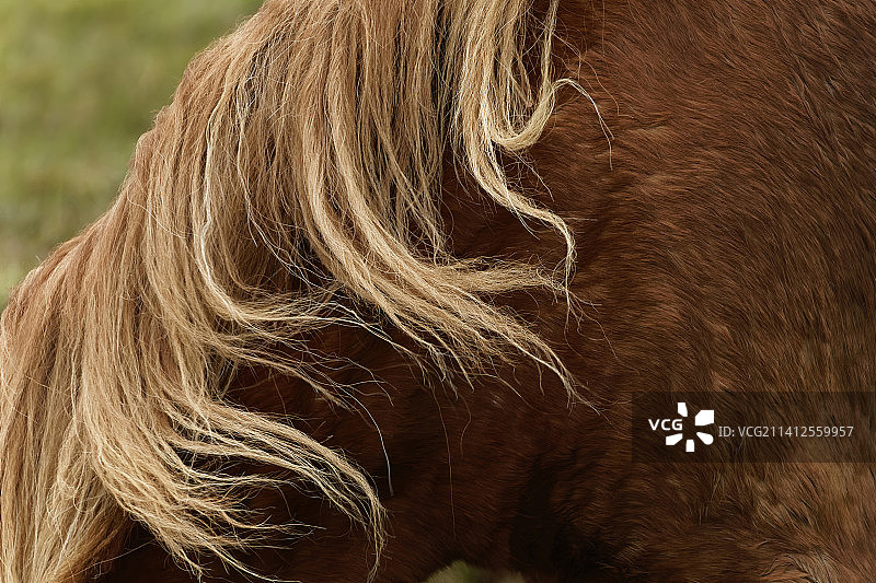 冰岛小马特写图片素材