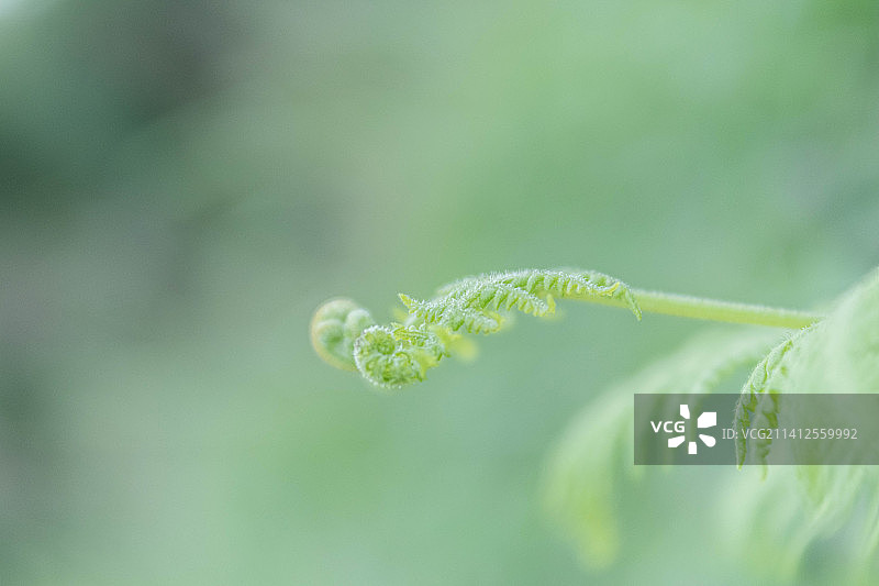 哥伦比亚里奥内格罗植物上绿色叶子的特写图片素材