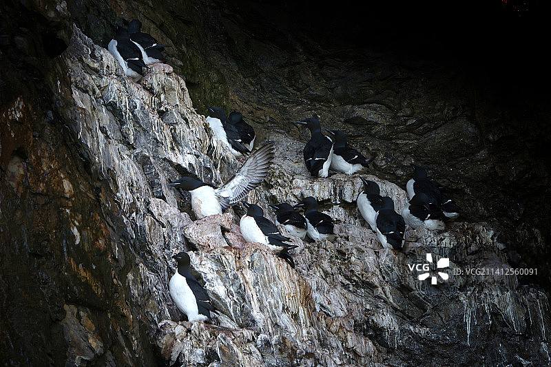 鸟瞰栖息在岩石上的鸟群图片素材