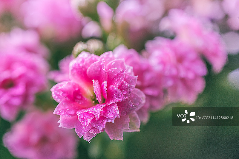 粉色玫瑰花特写，乌克兰图片素材