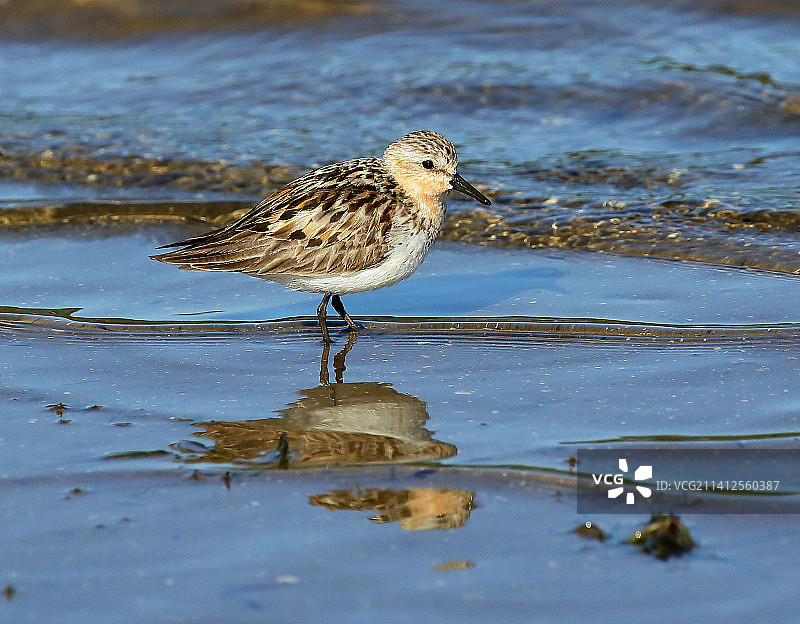 俄罗斯滨海边疆区符拉迪沃斯托克湖中鹬鸟栖息的特写图片素材