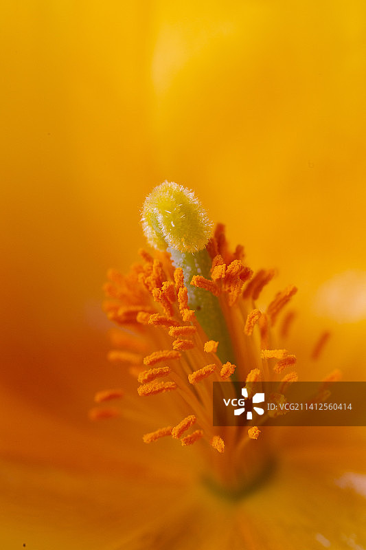 橙色花朵特写，西班牙马德里图片素材