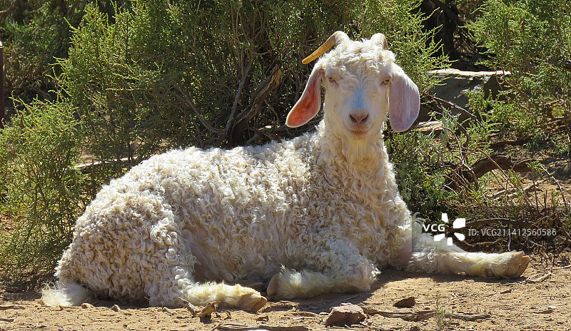 坐在田野里的绵羊的肖像，南非图片素材