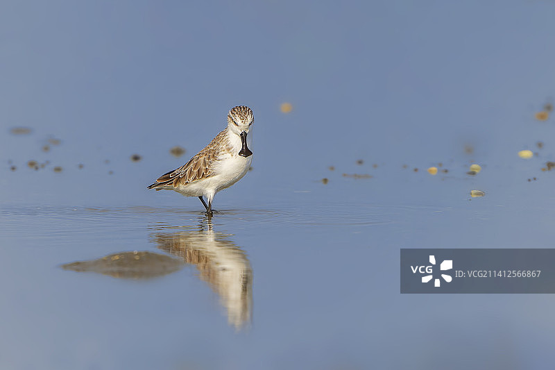 勺嘴鹬图片素材
