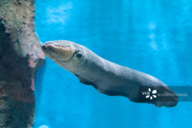 水中的电鳗图片素材