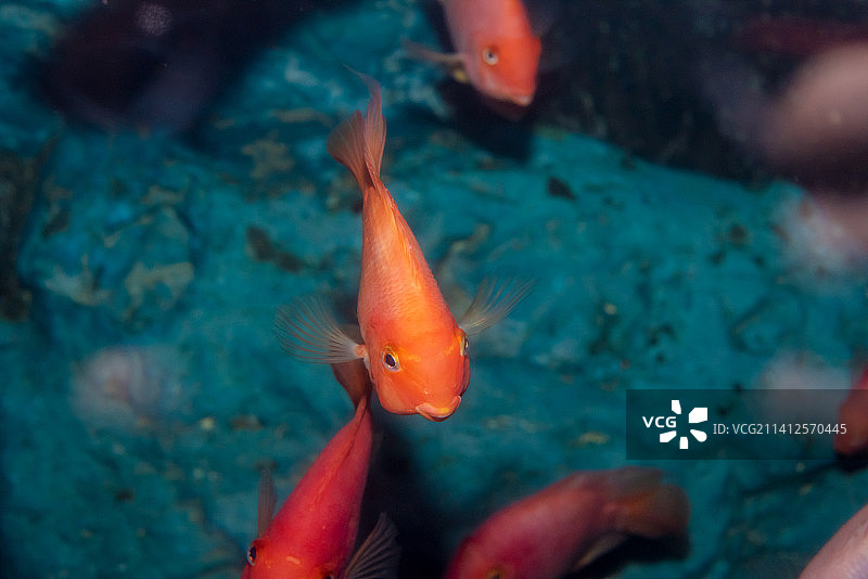 游动的圣诞老人血鹦鹉鱼图片素材