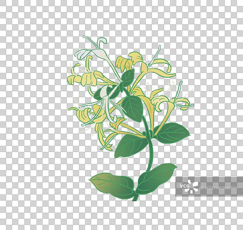 金银花图片素材