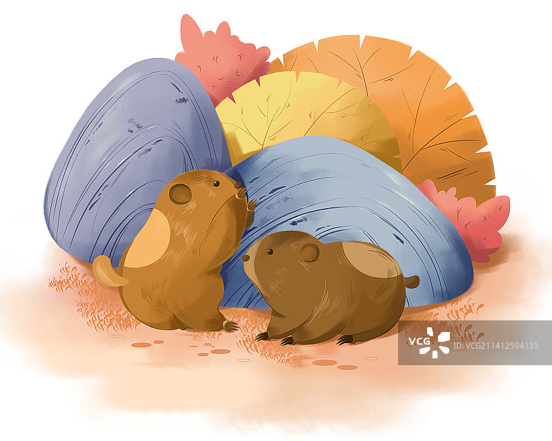 土拨鼠——原创动物插画图片素材