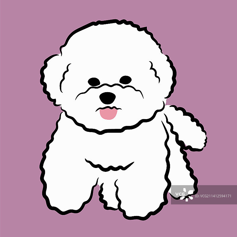 一只可爱的比熊犬图片素材