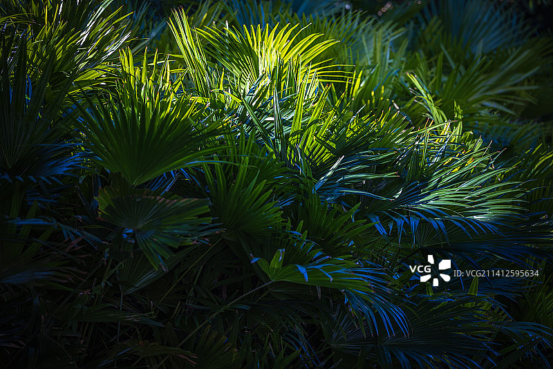 阳光下的绿植图片素材
