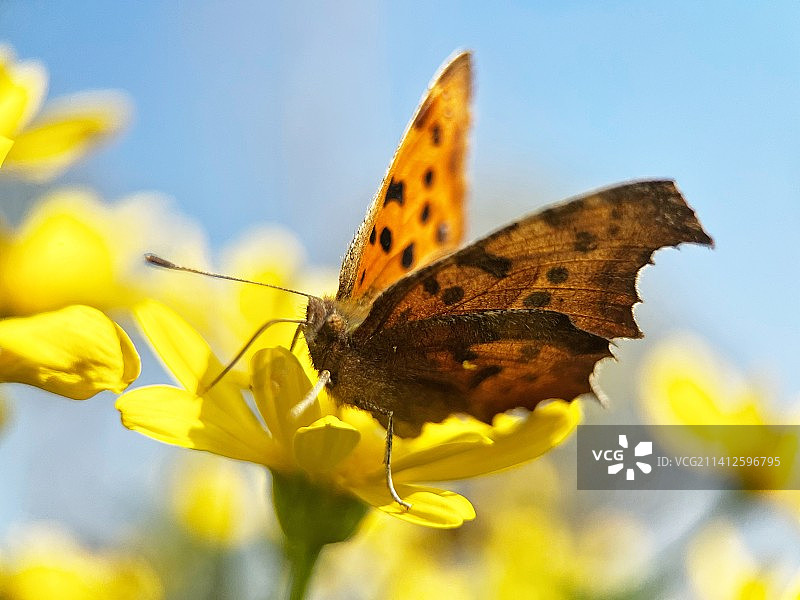 沐浴在阳光下的蛱蝶图片素材