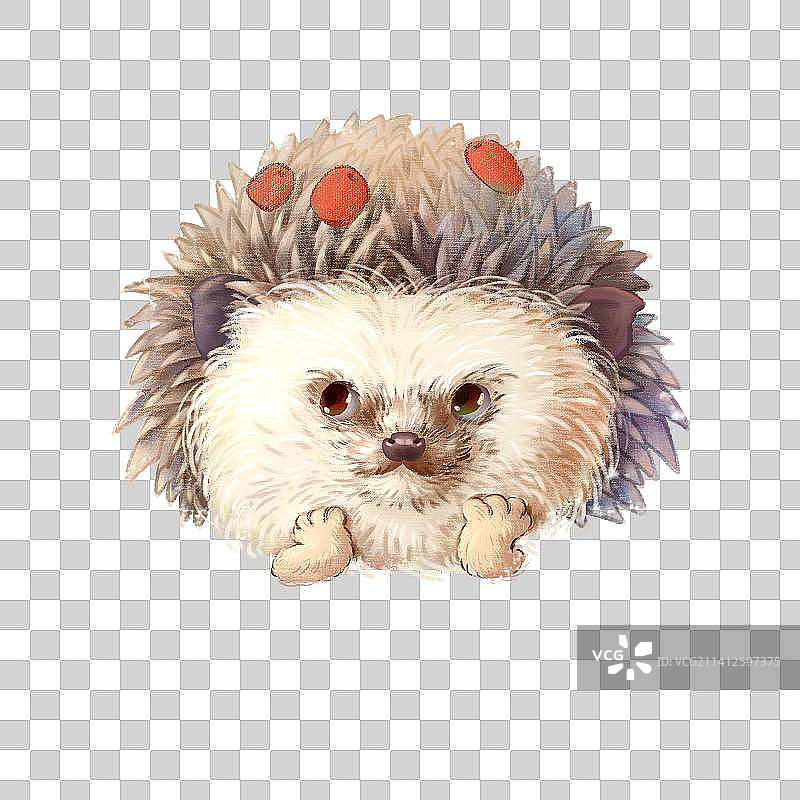 背红枣的小刺猬图片素材