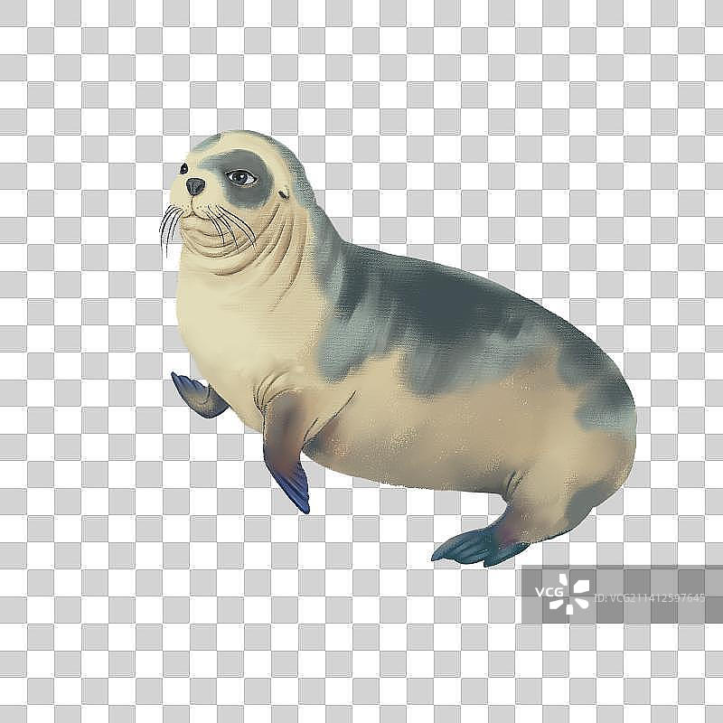 一只海豹图片素材