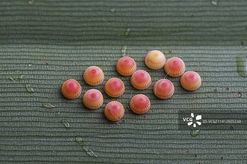 昆虫卵图片素材