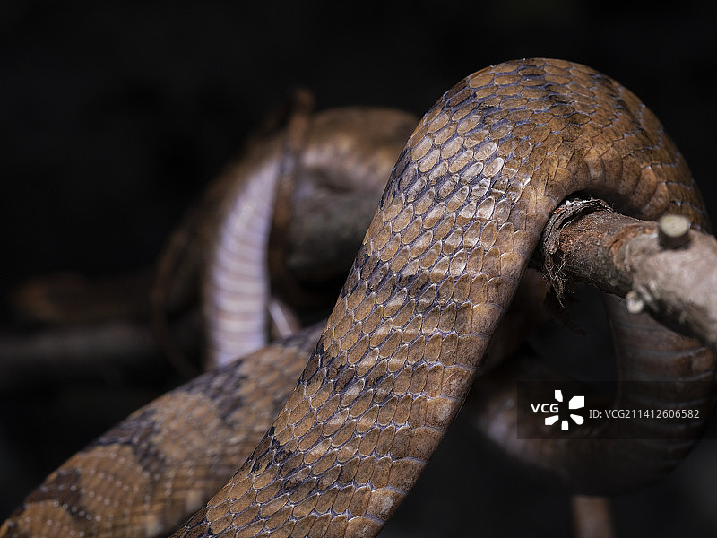 蛇 毒蛇图片素材